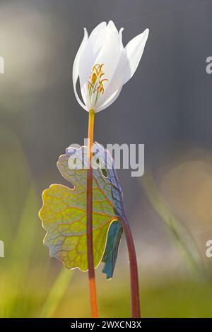 Bloodroot flower (Sanguinaria canadensis) - Holmes Educational State Forest, Hendersonville, North Carolina, USA Stock Photo