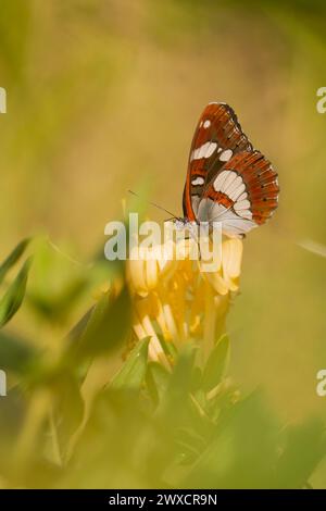 Southern white admiral butterfly (Limenitis reducta). Photographed in Israel in August. Stock Photo