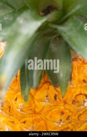 Close-up of a pineapple (Ananas sp.). The shape of the fruit and plant has a connection to the Fibonacci sequence by having five horizontal spirals and eight vertical spirals. Stock Photo