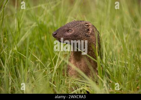 Egyptian mongoose (Herpestes ichneumon). The Egyptian mongoose is the largest of all African mongooses and lives near water in forests, savannah, or scrubland. It is found throughout Egypt as well as some areas of the Arabian Peninsula and Mediterranean Europe. Photographed in Israel in November. Stock Photo