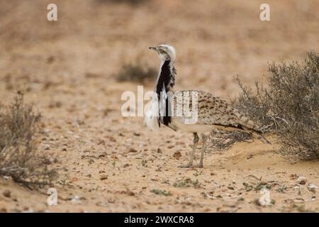 Courtship display of a male Macqueen's bustard (Chlamydotis macqueenii). This bird is native to the desert and steppe regions of Asia, west from the Sinai Peninsula extending across Kazakhstan east to Mongolia. In the 19th century, vagrants were found as far west of their range as Great Britain. Populations have decreased by 20 to 50 percent between 1984 and 2004 mainly due to hunting and changes in land-use. MacQueen's bustard used to be regarded as a subspecies of the houbara bustard (C. undulata) and known as the Asian houbara. Stock Photo
