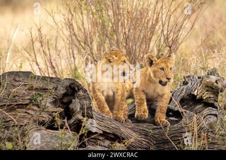 Lion cubs playing. Photographed in Tanzania in August . Stock Photo