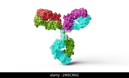 Antibody structure, illustration Stock Photo - Alamy
