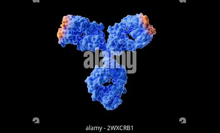 Illustration of antibodies, based on the 3D structure of human immunoglobulin G1 (IGG1). Stock Photo