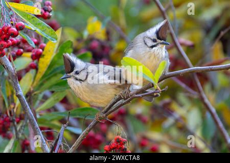 A beautiful pair of Taiwan Yuhina perched on the tree Stock Photo