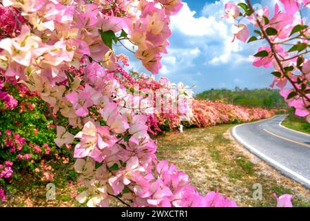 Multicolor of bougainvillea along a roadside. Beautiful and colorful bougainvillea grows along a roadside. Stock Photo