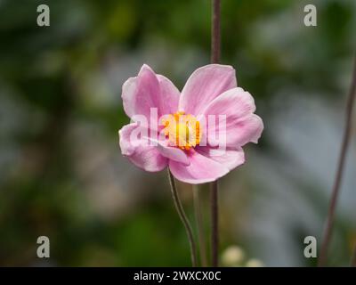 Pink Japanese Windflower flower bloom on a tall stem Stock Photo
