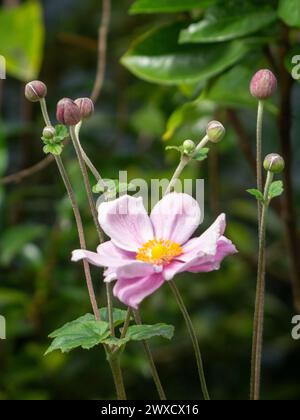 Pink Japanese Windflower and buds flower bloom on a tall stem Stock Photo