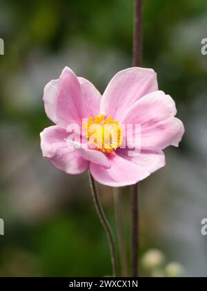Pink Japanese Windflower flower bloom on a tall stem Stock Photo