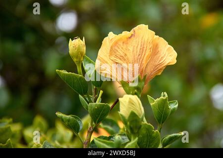 Hibiscus in bloom with yellow-orange flowers and buds growing Sao Miguel, Azores, Portugal Stock Photo