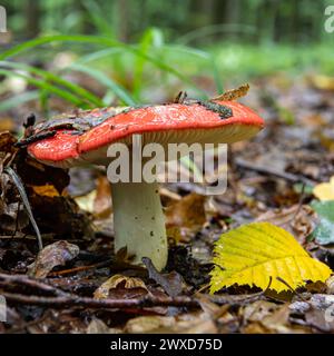 Russula xerampelina, also known as the crab brittlegill or the shrimp mushroom in forest. Stock Photo