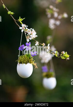 Handmade easter decoration with sweet violet flowers in egg shell vase hangin on a blooming tree branch. Floristic concept. (Viola odorata) Copy space Stock Photo