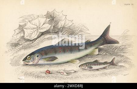 Par or parr, young Atlantic salmon, Salmo salar. Salmon egg or alevin 1, sac fry 2, and fingerling 3. Hand-coloured steel engraving by William Lizars after an illustration by James Stewart from Sir William Jardine's The Naturalist's Library, Ichthyology, British Fishes, W.H. Lizars, Edinburgh, 1843. Stock Photo