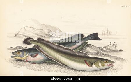 European hake, Merluccius merluccius 1, and common ling, Molva molva 2. Extinct great auks, Pinguinus impennis, in the background. Hand-coloured steel engraving by William Lizars after an illustration by James Stewart from Sir William Jardine's The Naturalist's Library, Ichthyology, British Fishes, W.H. Lizars, Edinburgh, 1843. Stock Photo