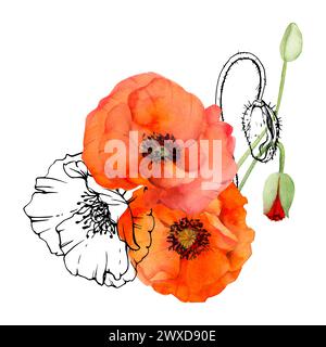 Hand drawn watercolor botanical illustration flowers leaves. Red poppy papaver, stems buds seedpods. Field bouquet isolated on white background Stock Photo