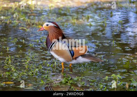 A beautiful mandarin duck male swimming on the water Stock Photo
