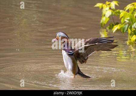 A beautiful mandarin duck male in the water Stock Photo
