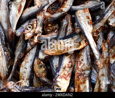 Sprats (Sprattus sprattus) a small oily fish isolated on a white ...