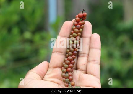 Whole black pepper corn harvested from the plant that is ready for deseed process held in the hand Stock Photo