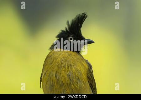 Black-crested bulbul, Rubigula flaviventris Stock Photo