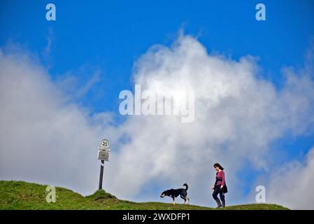 30th March 2024. Little Solsbury Hill, Batheaston, Somerset UK weather. A dog walker atop the old Iron Age fortress on a sunny, windy morning. Stock Photo