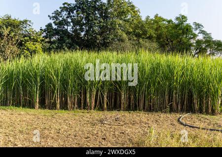 sugarcane cultivation at rural farm from different angle Stock Photo