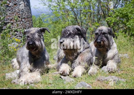 Three laying Giant Schnauzers Pepper and Salt Stock Photo