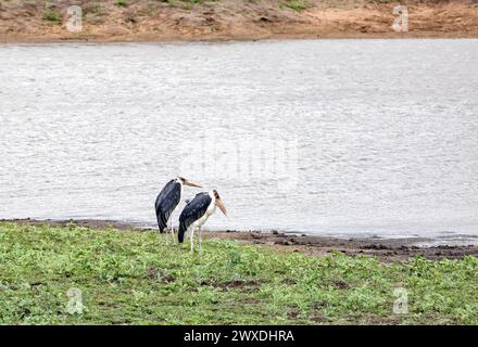Couple of Marabou stork, Leptoptilos crumeniferus, on lake shore. Two African marabou birds, South Africa, Kruger National Park. Animals wildlife sava Stock Photo