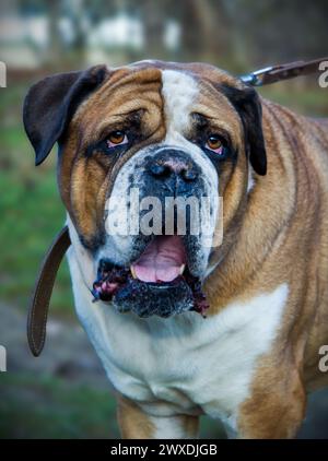 Portrait of an American Bulldog Stock Photo