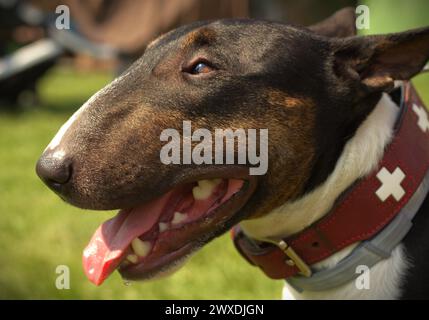 Portrait of an English Bull Terrier Stock Photo