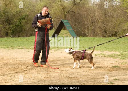 American Bully during protection work training - one of the dog sport Stock Photo