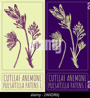 Vector drawing CUTLEAF ANEMONE. Hand drawn illustration. The Latin name is PULSATILLA PATENS L. Stock Vector