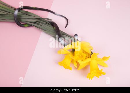 a plastic snake wrapped around a bouquet of daffodils on a background of two different pinks separated by a diagonal line. Minimal vivid color still l Stock Photo