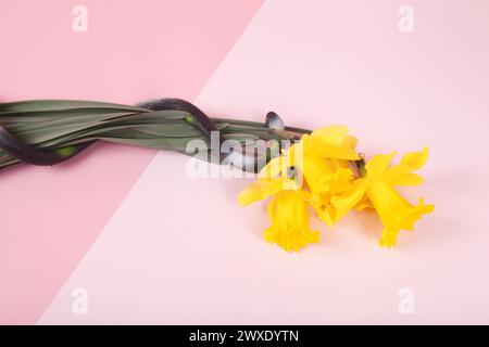 a plastic snake wrapped around a bouquet of daffodils on a background of two different pinks separated by a diagonal line. Minimal vivid color still l Stock Photo