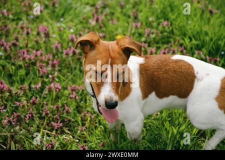 A charming red and white Jack Russell Terrier puppy stands in the green grass among wild pink flowers and smiles. The dog walks on a sunny summer day. Stock Photo