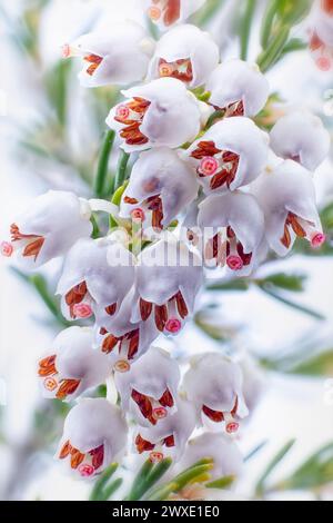 Tree heath (Erica arborea), Ericaceae. Evergreen shrub, spontaneous plant. White flowers. Stock Photo