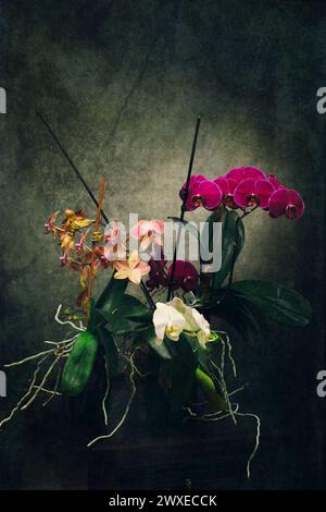Phalaenopsis orchid bush in a pot on a dark background Stock Photo