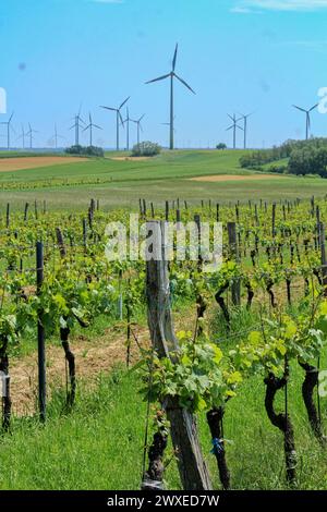 Vineyard and wind turbines in Burgenland, region of Austria Stock Photo