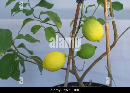 Lemon tree with a few lemons on the plant, small wooden sticks as trunk support for lemon trees in pots Stock Photo