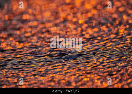 Gilded Ripples Dance Upon Molten Waters Stock Photo