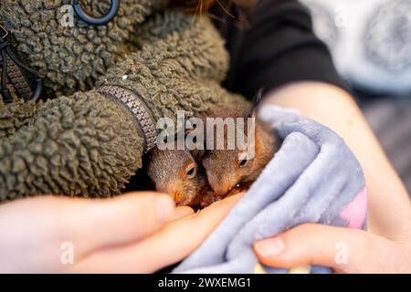 Eurasian red squirrel (Sciurus vulgaris), practical animal welfare, two animals under blanket in arms in a wildlife rescue centre, North Stock Photo