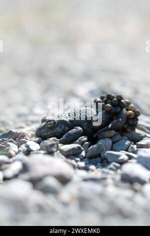 Common midwife toad (Alytes obstetricans), male with eggs well camouflaged between small stones, North Rhine-Westphalia, Germany Stock Photo