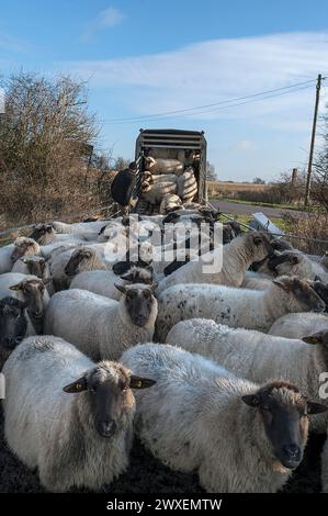 Shepherd loading his sheep into a double-decker livestock trailer, Mecklenburg-Western Pomerania, Germany Stock Photo