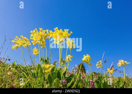 Flowering cowslip (Primula veris) flowers on a meadow in springtime Stock Photo