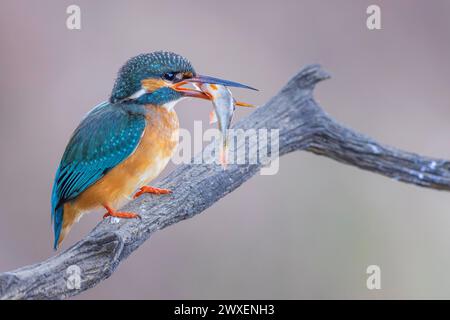 Common kingfisher (Alcedo atthis) Indicator of clean watercourses, mating feeding, female with a common kingfisher as prey, fishing, hunting, Flying Stock Photo