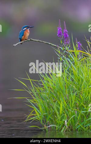 Common kingfisher (Alcedo atthis) Indicator for clean watercourses, juvenile bird, habitat, flying gem, common purple loosestrife (Lythrum Stock Photo