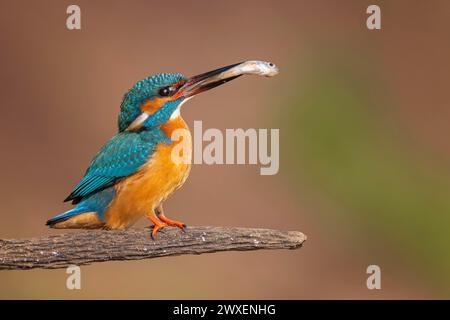 Common kingfisher (Alcedo atthis) Indicator of clean watercourses, mating feeding, male with a common kingfisher as prey, fishing, hunting, Flying Stock Photo