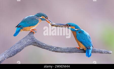 Common kingfisher (Alcedo atthis) Indicator of clean watercourses, courtship feeding, pair formation, pair, male and female, wedding gift, habitat Stock Photo