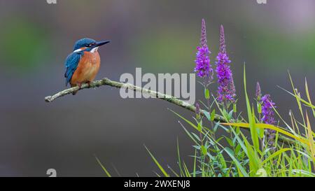 Common kingfisher (Alcedo atthis) Indicator for clean watercourses, juvenile bird, habitat, flying gem, common purple loosestrife (Lythrum Stock Photo