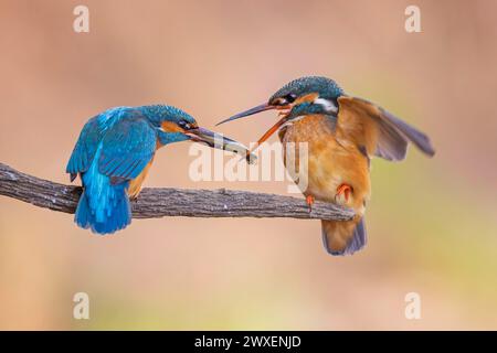 Common kingfisher (Alcedo atthis) Indicator of clean watercourses, courtship feeding, pair formation, pair, male and female, wedding gift, habitat Stock Photo